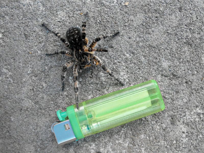 Joven causa un incendio forestal al tratar de quemar una araña con su encendedor en Utah