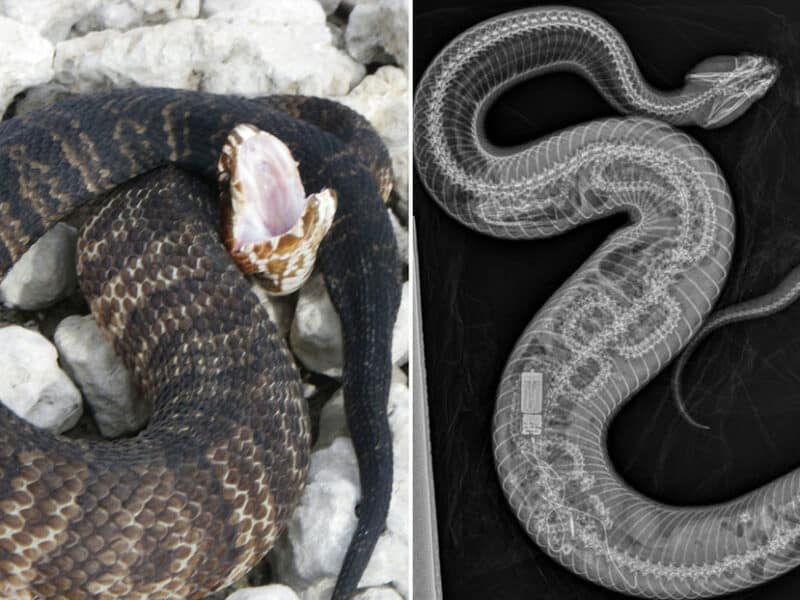 Serpiente mocasín de agua devora a una pitón birmana en Florida