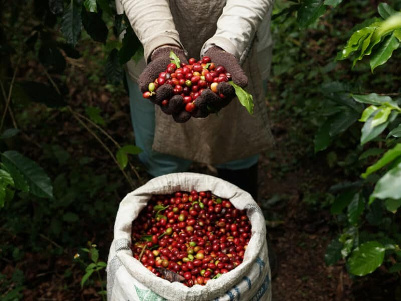 Perú, productor y exportador número uno de café orgánico a nivel mundial