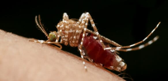Descubren el sistema “irrompible” con el que los mosquitos encuentran a sus víctimas humanas