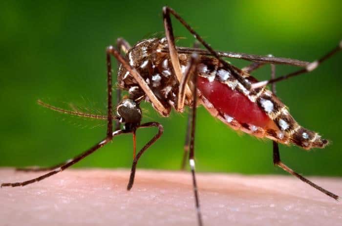 Hospital Robert Reid Cabral registra pocos casos de dengue