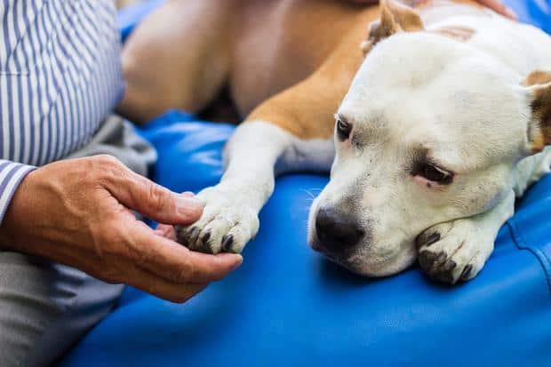 Una misteriosa enfermedad está matando a perros en EE.UU.