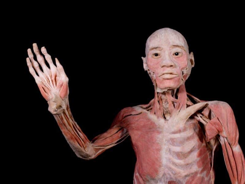 “BODIES: cuerpos humanos reales” llega a Santo Domingo 