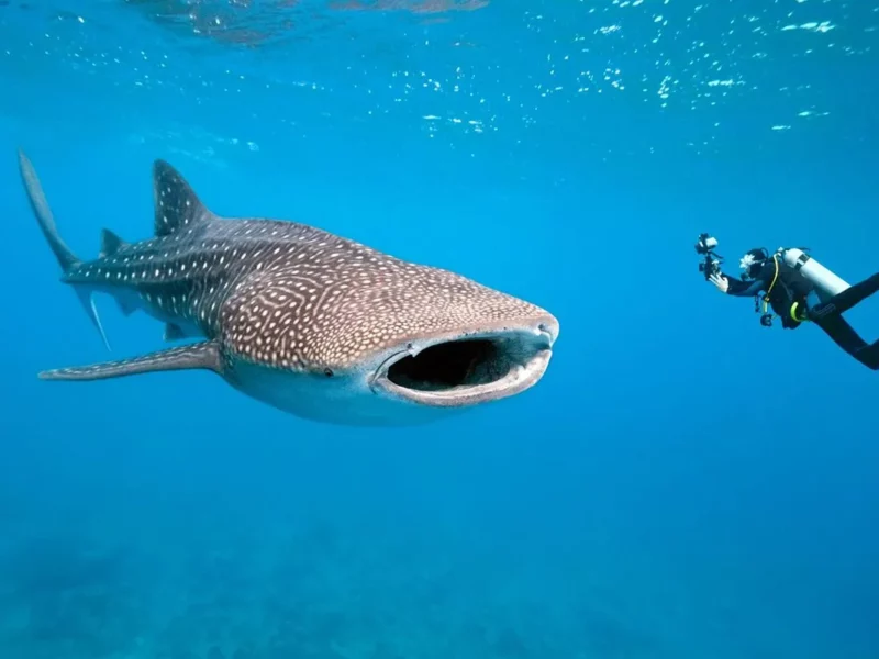 30 de agosto: Día Internacional del Tiburón Ballena
