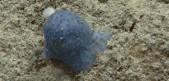 Científicos hallan una “extraña” criatura azul en las profundidades del Caribe