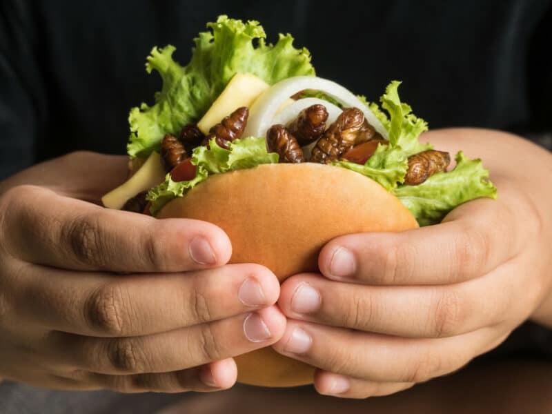 Un restaurante en Tailandia ofrece hamburguesas con grillos que no crujen