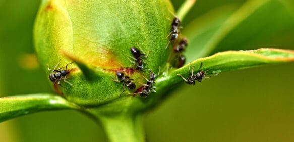 Descubren cuántas hormigas viven en la Tierra y el número es sorprendente