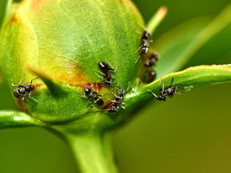 Descubren cuántas hormigas viven en la Tierra y el número es sorprendente