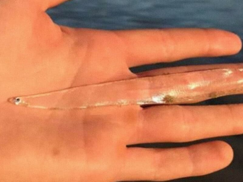 Mujer encuentra en una playa un raro pez casi completamente transparente