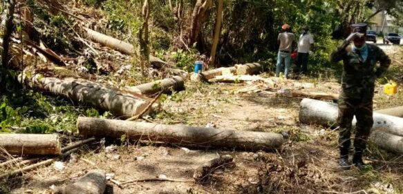 En Los Alcarrizos imploran por detención de tala de árboles
