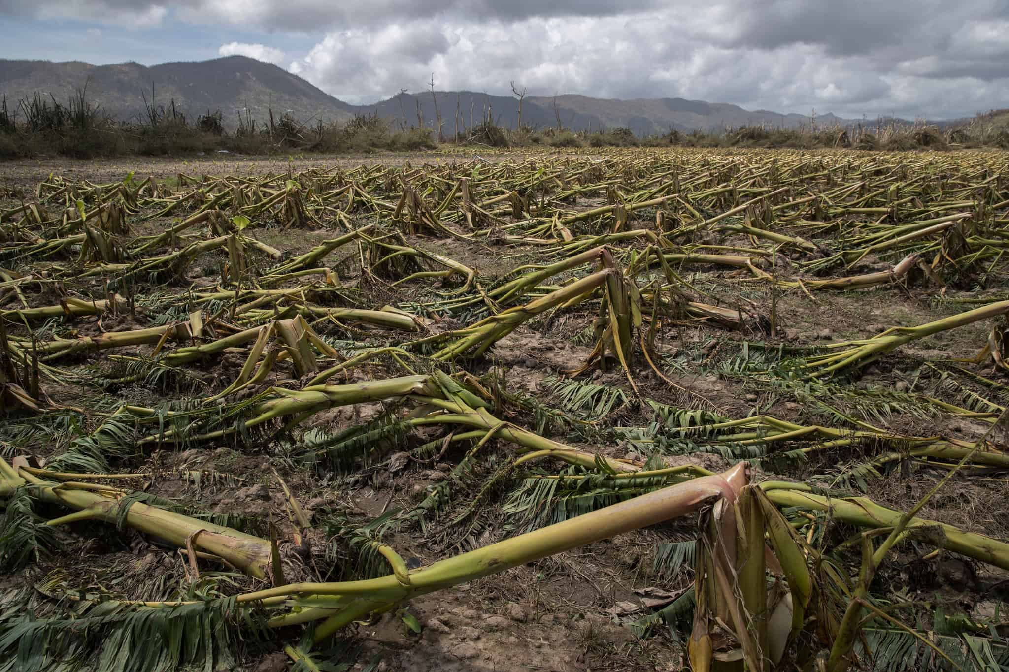 Pérdidas en agricultura superan los 100 millones de dólares en Puerto Rico
