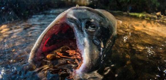 Encuentran en Canadá decenas de miles de salmones muertos