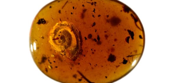 Hallan un caracol ‘peludo’ preservado en ámbar desde hace 99 millones de años
