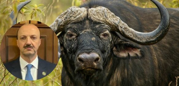 Presidente de la Federación Mexicana de Caza muere embestido por un búfalo en Argentina