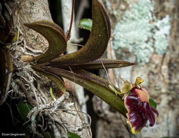 Medio Ambiente reintroduce la orquídea Cacatica – Telenoticias