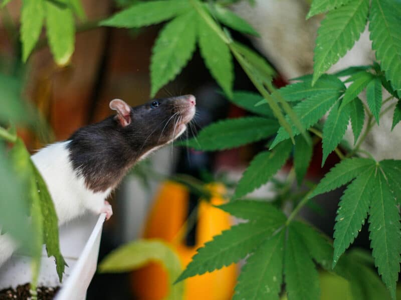 Policías de India acusan a las ratas de comerse más de 500 kilos de marihuana