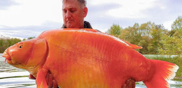 Pescan un pez dorado de 30 kg en Francia