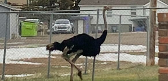 Unos 20 avestruces invaden las calles de Canadá al escaparse de su casa