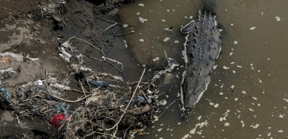 ¡insólito! Cocodrilos se adaptan a un río tóxico en Costa Rica