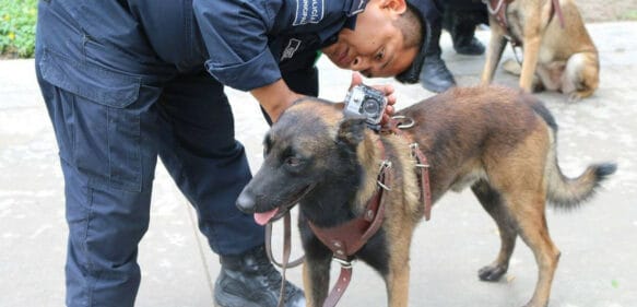 Muere Laika, la perra rescatista que localizó a ocho personas en los sismos de 2017 en México