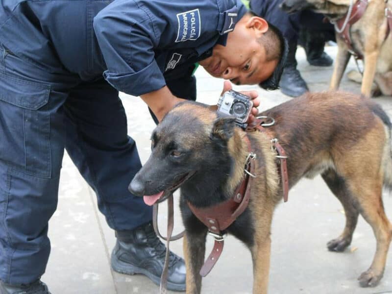 Muere Laika, la perra rescatista que localizó a ocho personas en los sismos de 2017 en México