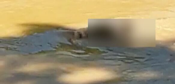 Localizan cadáver de hombre en río Yaque del Norte en Montecristi