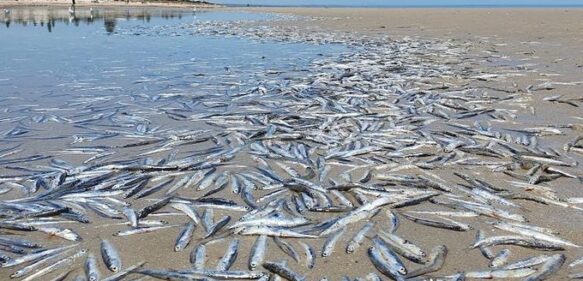 Miles de peces muertos aparecen en playa de Australia