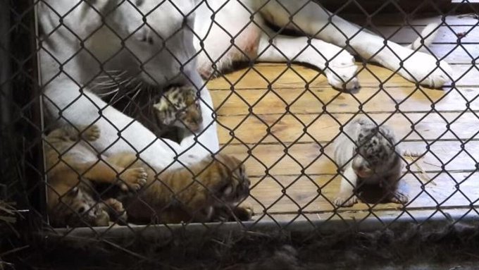 Una tigresa blanca “llora” la muerte de sus cachorros, que se ahogaron en un estanque