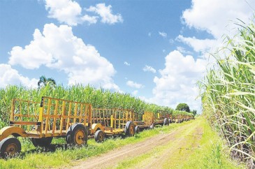 Ministerio de Trabajo pondera labor del gobierno en sector azúcar