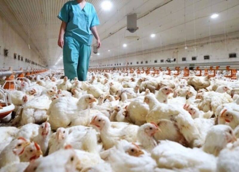 Sacrifican más de 180,000 aves en Ecuador para frenar gripe aviar