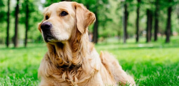 Un perro salva a su dueño y muere días después en un refugio de animales al ser separado de él