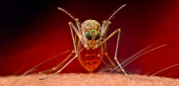 Descubren ‘supermosquitos’ resistentes a insecticidas en el sudeste asiático