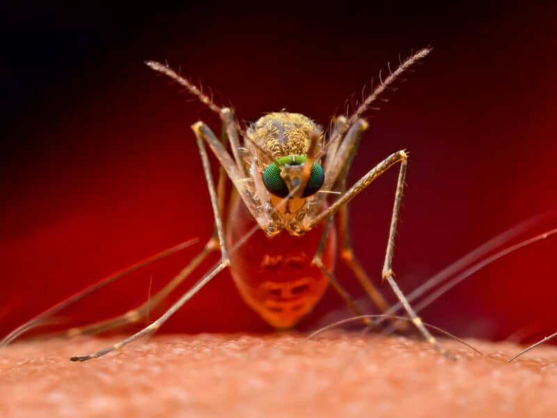 Descubren ‘supermosquitos’ resistentes a insecticidas en el sudeste asiático