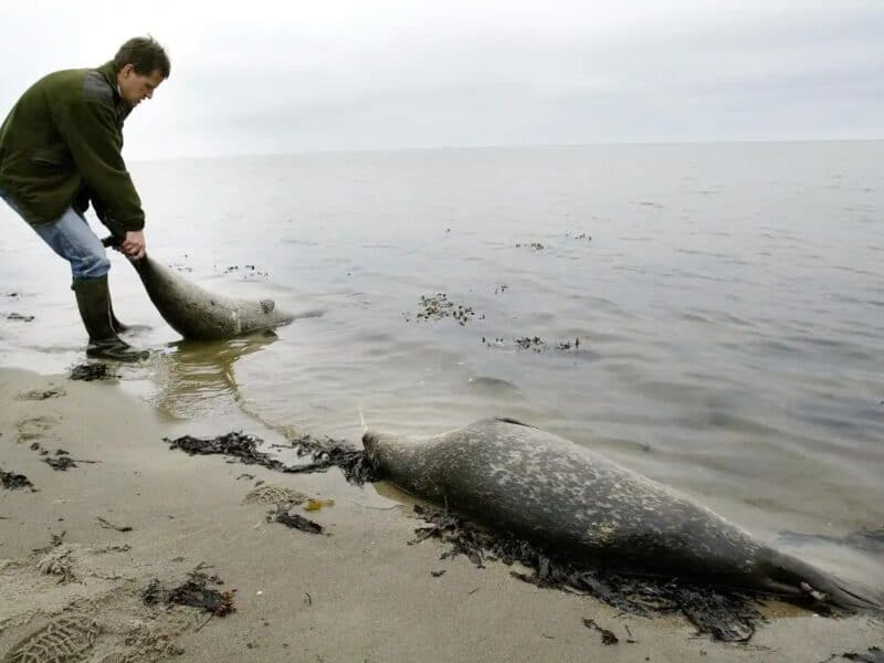 Aparecen 1.700 focas muertas en el Mar Caspio
