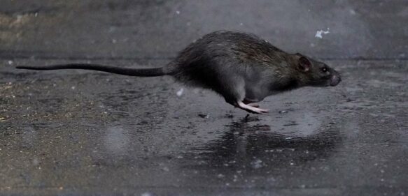 Nueva York busca un profesional con “sed de sangre” para luchar contra las ratas