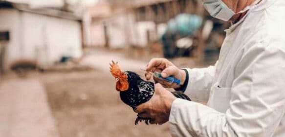 Europa vive la “gripe aviar” más devastadora de su historia