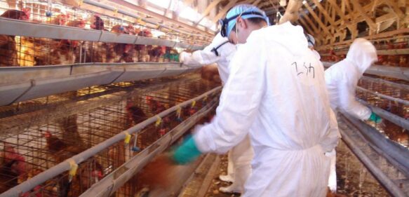 Japón sacrifica 110,000 pollos por brote de gripe aviar