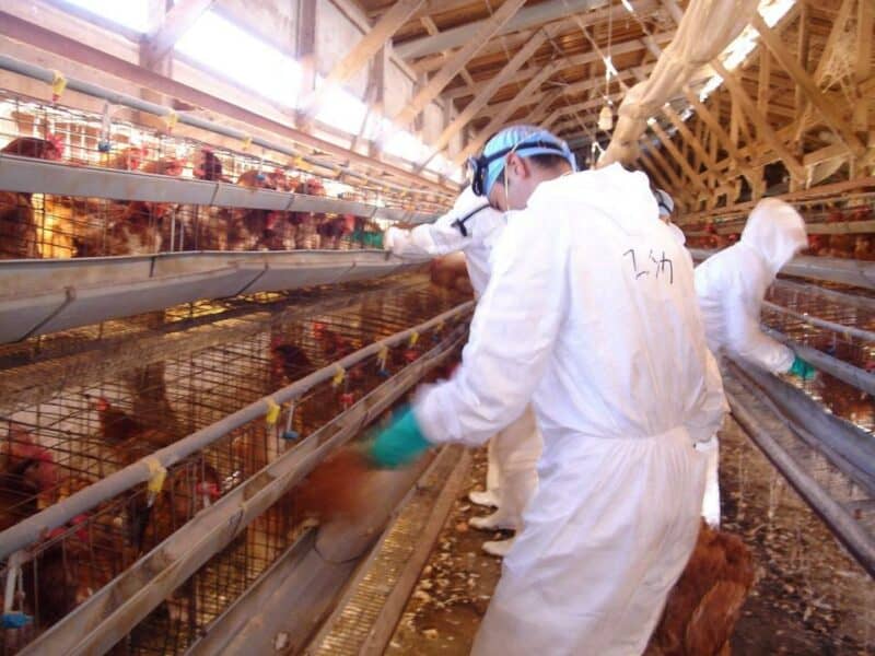 Japón sacrifica 110,000 pollos por brote de gripe aviar