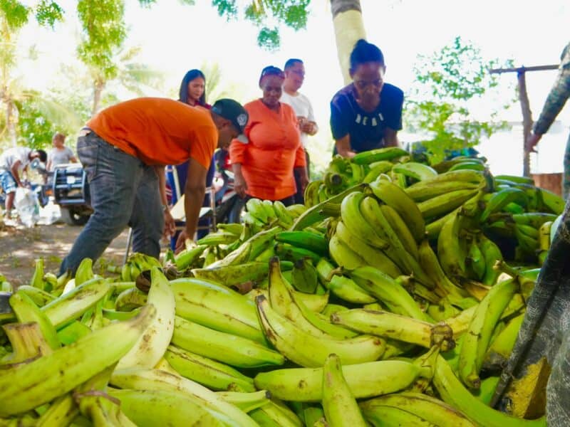 La Vega: director regional de Agricultura atribuye aumento del plátano a fenómenos atmosféricos