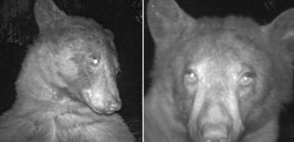 Un oso curioso descubre una cámara trampa y se hace 400 selfis