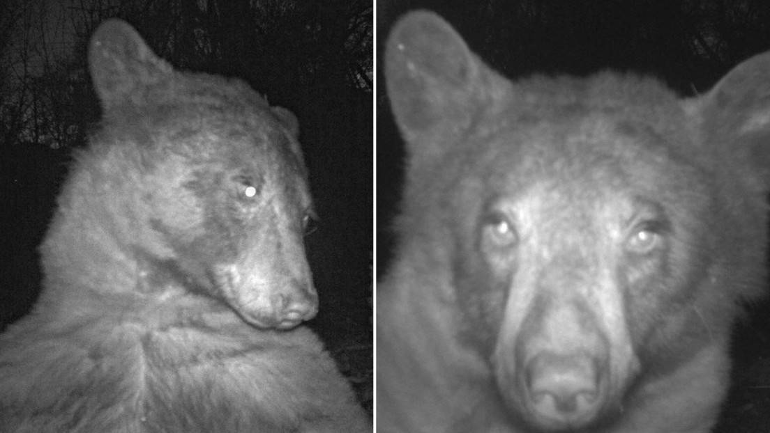 Un oso curioso descubre una cámara trampa y se hace 400 selfis