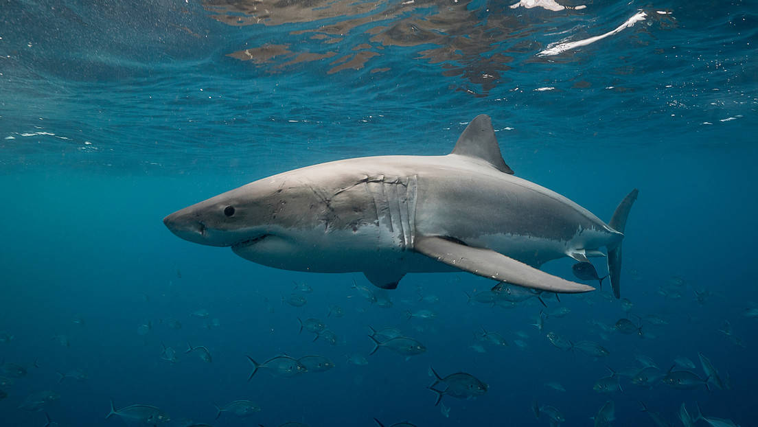 Un buceador es decapitado por un tiburón en México