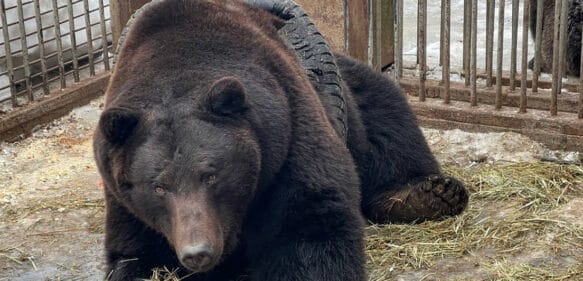 Rescatistas rusos salvan a un oso pardo atrapado en un neumático