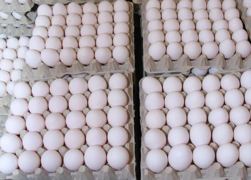 Gobierno prohíbe la exportación de huevos hacia Haití