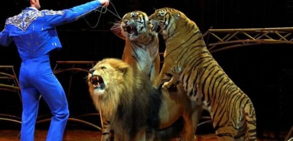 Un domador se salva del ataque de un león en un circo ruso