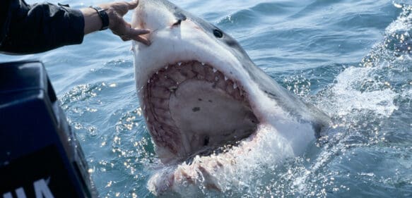 Hallan en el estómago de un tiburón restos de un hombre desaparecido en Argentina