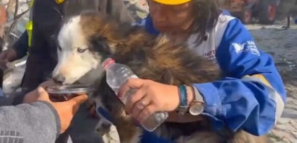 ¡Milagro en Turquía! Rescatan con vida un perro tras 22 días bajo los escombros del terremoto
