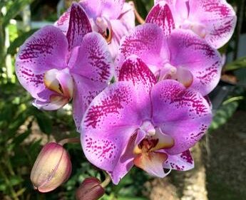 Este jueves comienza el Festival de Orquídeas