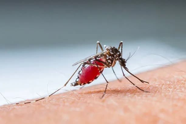 25 de abril: Día Mundial del Paludismo