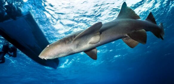 Niña de 13 años golpea a un tiburón en la cara para escapar de un ataque en una playa de Florida